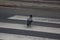 The Raven crosses the road at a pedestrian crossing following traffic rules. road safety.