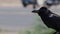 Raven crow bird
