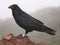 Raven or Crow portrait on La Palma