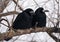 Raven and crow sitting at brach close-up