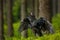 Raven in dark green forest. Young common raven, Corvus corax, with widely spread wings and open beak. Feeding behaviour scene