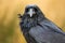 A raven in Dartmoor, UK