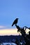 Raven on Driftwood, Qualicum Beach, B