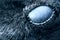 Raven eye close-up, macro, eye of hooded crow. toned