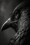 raven eye, portrait animal black and white photo studio retro backlight