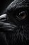 raven eye portrait animal black and white photo studio retro backlight