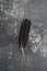 Raven Feather On Gray Abstract Background