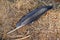 Raven feather on the ground