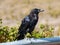 Raven on fence