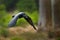 Raven in flight, Sweden. Bird in the green forest habitat. Wildlife scene from nature. Black bird raven in fly, animal behaviour.