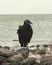 Raven in Florida, Everglades National Park