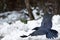 Raven flying above snow