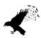 Raven Flying . Black raven on white background.