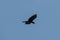 raven is flying in the bue sky, opening its beak, and waving wing. the feathers look like the blades.