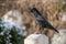 Raven on a gravestone