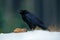 Raven with hare carcass during snow storm. Strong wind with snow during winter. Raven, black bird sitting on the snow tree during