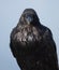 Raven on Hurricane Ridge, Olympic National Park, Washington