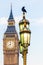 Raven on lampost at Houses of Parliament in early winter morning