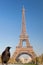 Raven looking at the Eiffel Tower in Paris, France