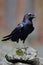 Raven with open beak sitting on the stone. Moose stone with black bird. Black bird in the nature habitat. Raven on the rock. Wildl