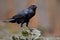 Raven with open beak sitting on the stone. Moose stone with black bird. Black bird in the nature habitat. Raven on the rock. wildl