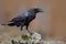 Raven with open beak sitting on the stone. Moose stone with black bird. Black bird in the nature habitat. Raven on the rock. Wildl