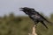 raven perched black bird corvus corax