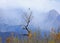 Raven perched in cottonwood tree