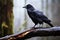 a raven perched on a dead tree branch