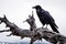 a raven perched on a dead tree branch