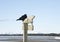 Raven perched on wooden sign near Alaskan beach