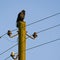 Raven perching on a power pole