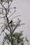 Raven in a Pine Tree Silhouette against a Gray Sky