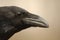 Raven portrait / Corvus corax