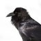 Raven profile