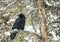 Raven Resting in Tree