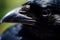 Raven Reverie: A Captivating Close-Up of a Majestic Crow.GenerativeAI.