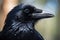 Raven Reverie: A Captivating Close-Up of a Majestic Crow.GenerativeAI.