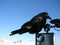 Raven riding on truck mirror