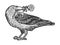 Raven with rose in beak sketch vector illustration