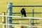 a raven sat on a metal fence
