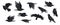 Raven set. Black crow silhouettes, blackbird different poses flying wild animal character icons for logo tattoo design