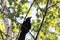 The raven is silhouetted on a tree with foliage