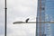 A raven sits on a light pole in the city