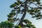 Raven sits on a pine tree on a clear summer day