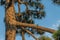 Raven sits on a pine tree in a summer day