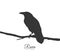 Raven sitting on branch on white background. Silhouette of bird