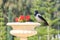 Raven sitting on a flowerpot with geraniums