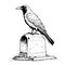 Raven sitting on the grave hand drawn sketch Vector illustration
