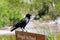 Raven sitting on Illegal to Feed Sign